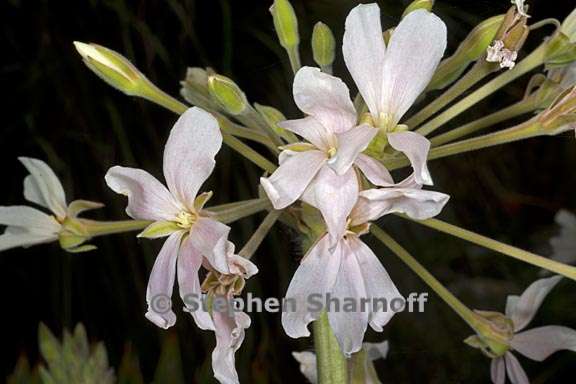 pelargonium luridum 3 graphic